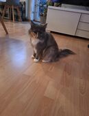 Mainecoon/Radololl Madl in 18198