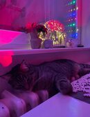 Kleiner Kater Kumpel gesucht in 13409