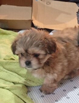 Shih Tzu / Chiwawa Welpen ab 10.12. abzugeben - Hassendorf