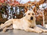Cubulet- kuscheliger Labrador-Mix - Kallmünz
