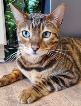 Bubi - Bengal - 8 Jahre - Tierhilfe Franken e.V. - Lauf (Pegnitz) Zentrum