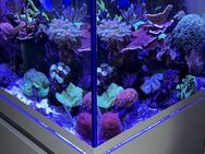 Meerwasser Aquarium Eheim Incpiria Marine 230 - Marktheidenfeld