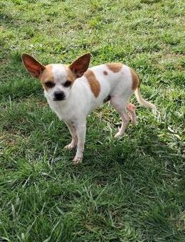 Töltö, aktiver & anhänglicher Chihuahua - Remagen