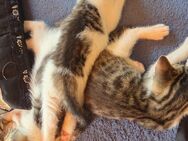 Kitten - Bad Schussenried
