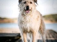 Wuschelhund Lulu sucht ihre Menschen - Schülldorf