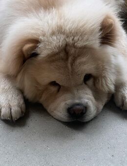 Chow-Chow Rüde, 6 Monate alt, gut erzogen – Abgabe in Hamburg - Hamburg Wandsbek