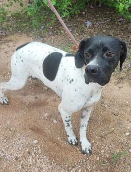 Cloe sucht neuen Familienanschluss <3 - Endingen (Kaiserstuhl)