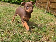 Zwergpinscher Welpen - Demmin