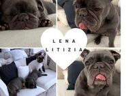 LENA LITIZIA FB Mädel sucht ihr Zuhause - Neustadt (Rübenberge)