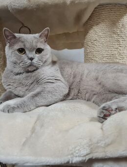 BKH Mädchen in Fawn 11 Monate alt. - Blaufelden