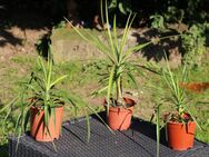 Seltene Yucca aloifolia, spanischer Dolch, spanisches Bajonett - Bad Honnef