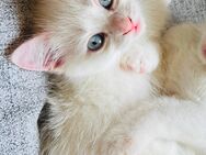 Wunderschöne Kitten - Herne