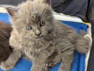 Noch 1 Reinrassiges Mainecoon Herzchen von gengetesteten Eltern - Schweinfurt