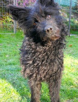 Edvina die lebensfrohe Junghündin - Kissing