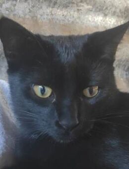 Yuli - lieb, fröhl, sozial - Lenzen (Elbe) Zentrum