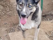 Husky-Mix Maya sucht aktive Familie - Leonberg (Baden-Württemberg)