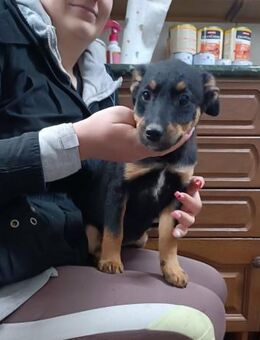 💕Celine💕 sucht ihre Menschen 💖🐾 - Freilassing