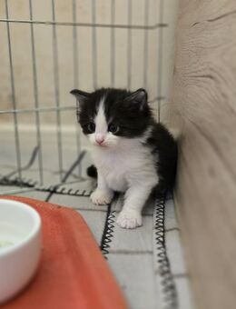 Maine Coon Mix Kitten - Rinteln