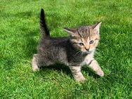 Kitten, Katze, Kater, Babykatzen - Verl