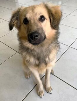 BOBO auf Pflegestelle in CH 4932 Lotzwil - Alfdorf