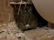 Degu Dame 11 Monate alt - Hiddenhausen