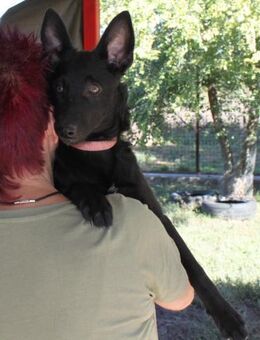 Schönheit Emma sucht ihre Menschen - Essen