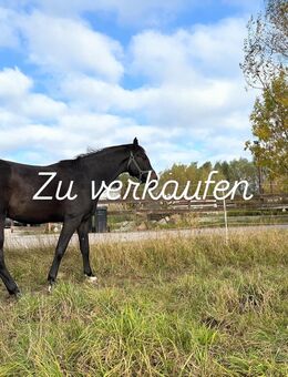 3,5 jährig: v. Caballus Z: Mecklenburger Wallach, : z.Z. ca 164cm - Hohenkirchen (Mecklenburg-Vorpommern)
