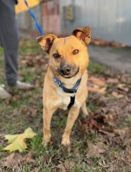 Freundliche Hündin Floria - Neustadt (Rübenberge)