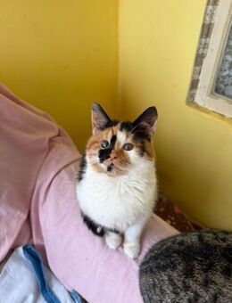 Chili möchte die Welt erkunden - Celle