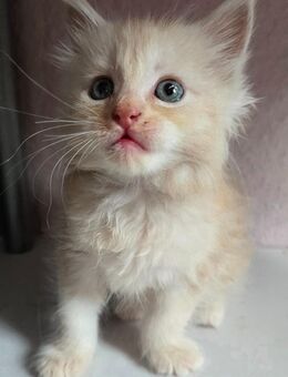 Reinrassige Maine-Coon kitten - Ferdinandshof