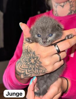 Kartäuserkitten suchen bald ein neues Zuhause❤️🐾 - Püttlingen Zentrum