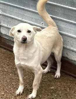 LORD HOPE - noch schüchtern, aber lieb - Weiterstadt