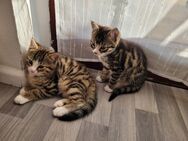 Bengal-Mix-Kitten - Herbolzheim