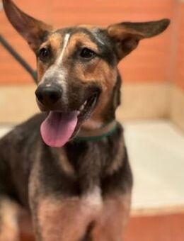 Denia (W) - grosser Schatz - Sankt Goar Zentrum