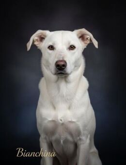 Bianchina 💛💛💛 lieb & anhänglich - Bad Karlshafen