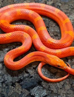 Hypo Blood Motley Pied - Schwelm
