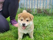 Shiba Inu Welpen - Jahnsdorf (Erzgebirge)