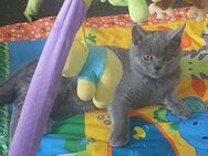 Baby Katze britisch Kurzhaarige - Essen