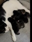 Kitten Babykatze Katzenbaby Kater Katze in 70329