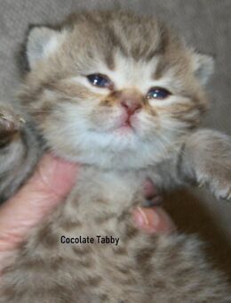 Das BESONDERE !! Britisch Kurzhaar Babys in Chocolate-Tabby u. Cinnamon Tabby !! - Köln