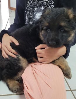 Deutsche Schäferhunde Welpen - Scheibenhardt