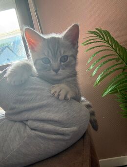 BKH Kitten / 1 männchen - Merzig