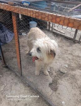 Ada wünscht sich eine liebevolle Familie - Schwaig (Nürnberg)