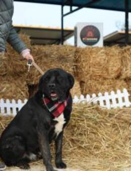 Red - Freundlicher & verträglicher Rüde - Berlin