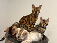 Bengal Kitten zu verkaufen geboren am 20.04.2025 - Gladbeck