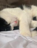 Lieber Junge Kater sucht neue Zuhause in 45134