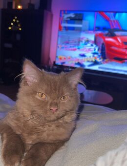 Süße BKH kitten in Liebe volle Hände abzugeben - Höhr-Grenzhausen Zentrum