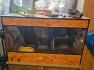 Terrarium 80x50x50 mit Deckemheizung und Licht - Ennepetal (Stadt der Kluterhöhle)