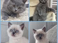 Süsse Kitten - Monheim (Rhein)
