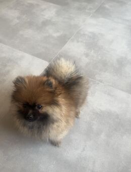 Pomerian Rüde - Herborn (Hessen)